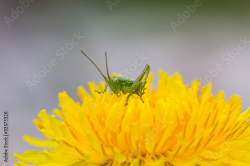 Grasshopper On Dandelion Closeup © René Pi