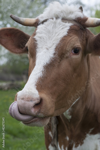 The cow licked against. Closeup portrait