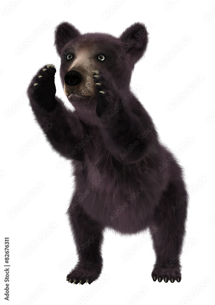 Fototapeta premium Black Bear Cub