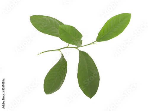 green leaves of lemon isolated