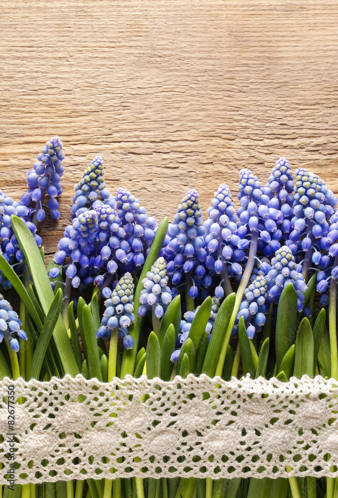 Blue muscari flowers (Grape hyacinth) on wood Blue muscari flowers (Grape hyacinth) on wood