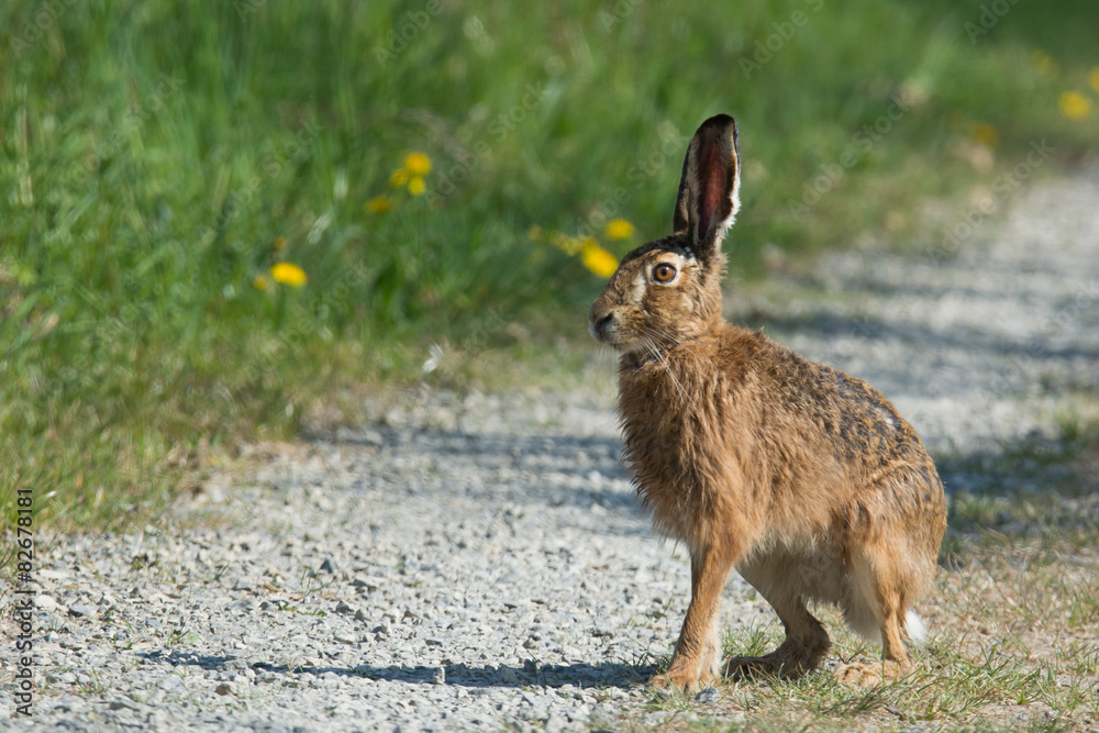 Fototapeta premium Feldhase (Lepus europaeus)