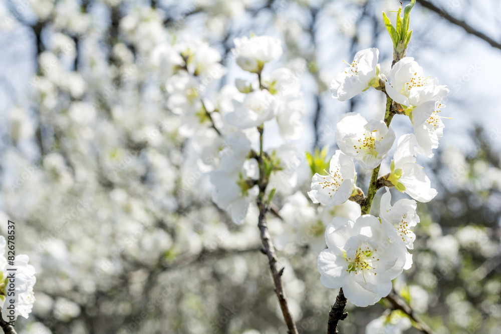 Obraz premium 白い花桃の花