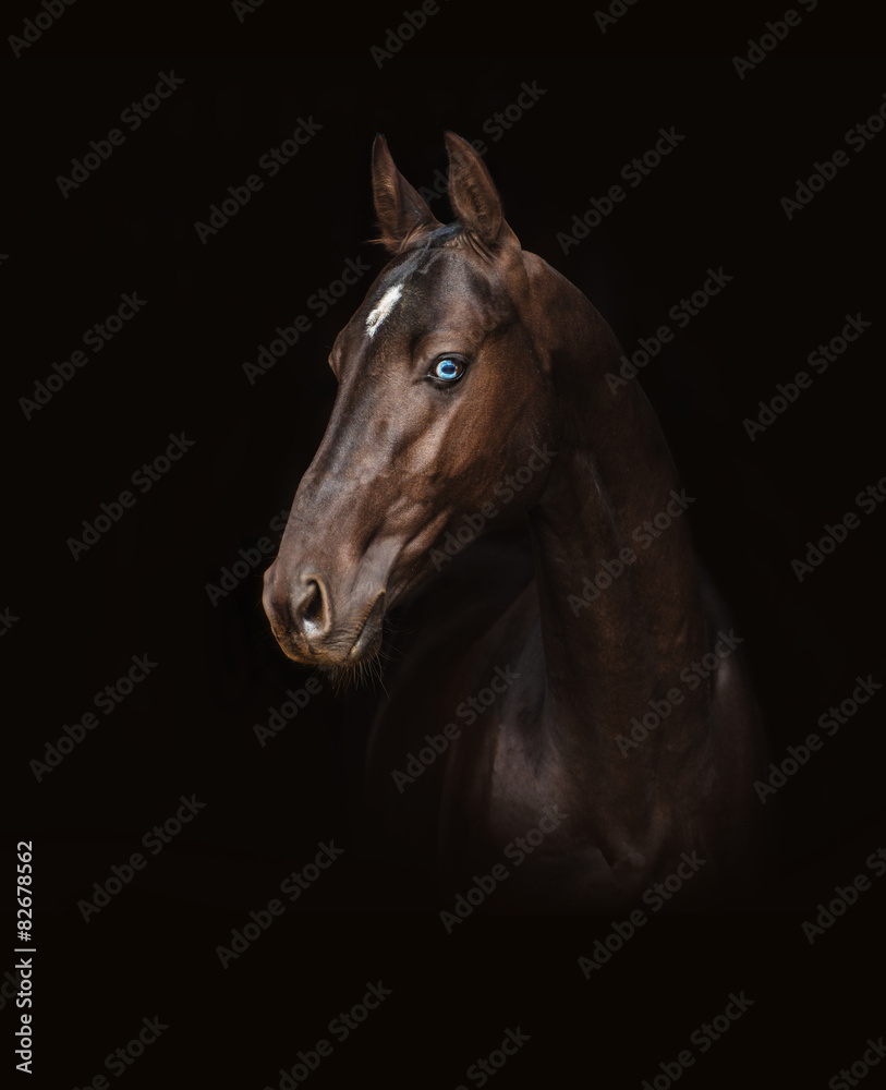Fototapeta premium Akhal-Teke horse