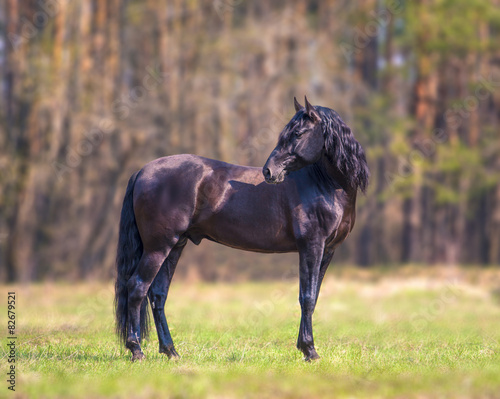 Andalusian horse
