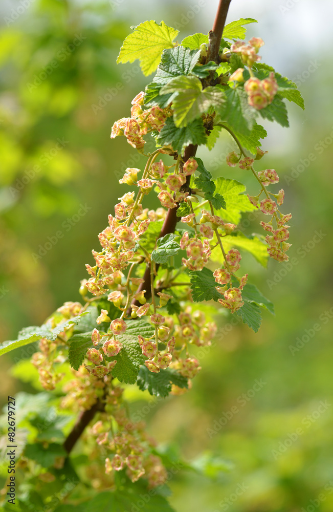 Johannisbeeren Blüten Johannisbeeren Blüten