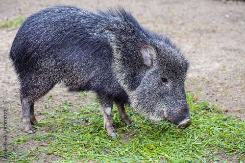 the Chacoan peccary, Catagonus Wagner, gnawing grass