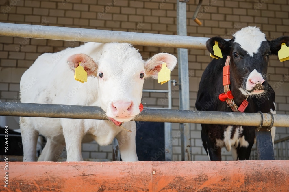 Zwei junge Rinder in einem überdachten Offenstall Stock-Foto | Adobe Stock