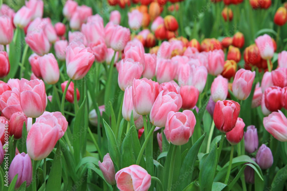 Multicolored tulip flowers field