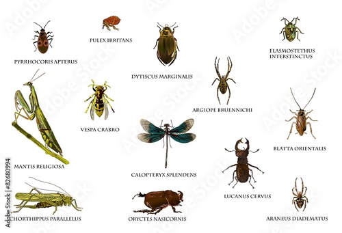 Insekten in Europa photo