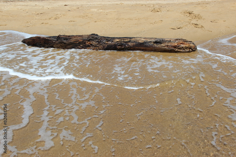 Obraz premium Plage de la Croix-Valmer, bois flotté