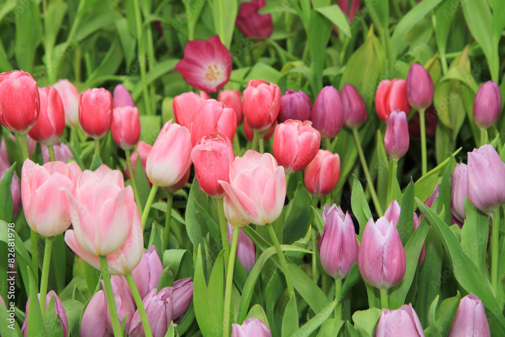 Multicolored tulip flowers field