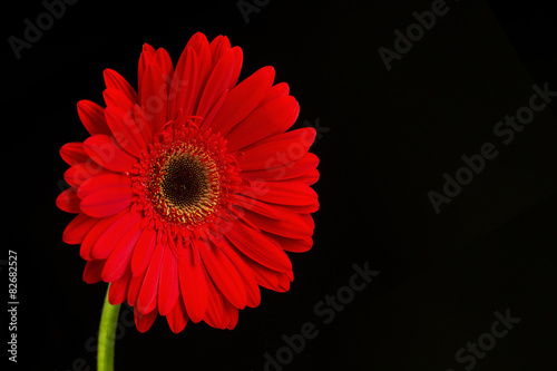 Fototapeta Naklejka Na Ścianę i Meble -  Beautiful gerbera flower on black background.