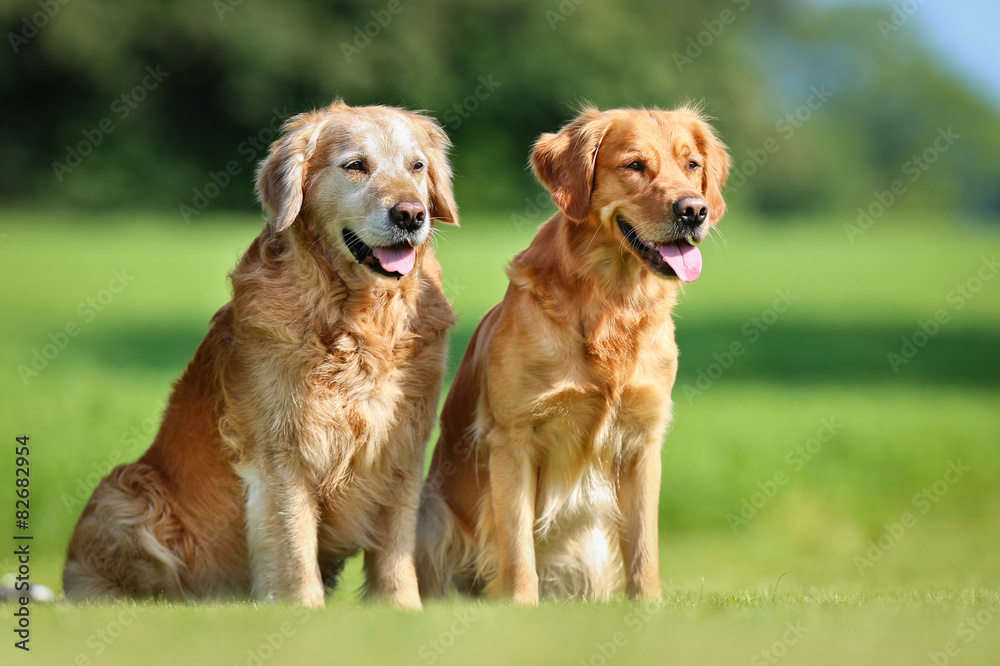 Two golden retriever dogs
