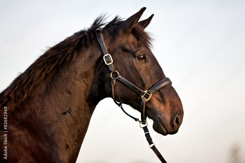 Obraz premium Brown horse