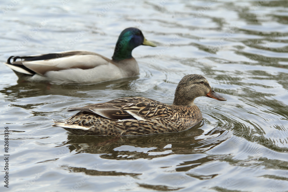 A pair of ducks A pair of ducks