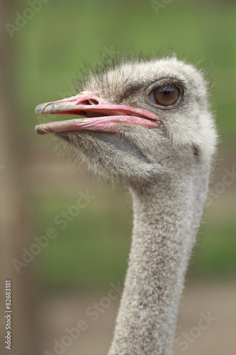 Ostrich Female © vzmaze