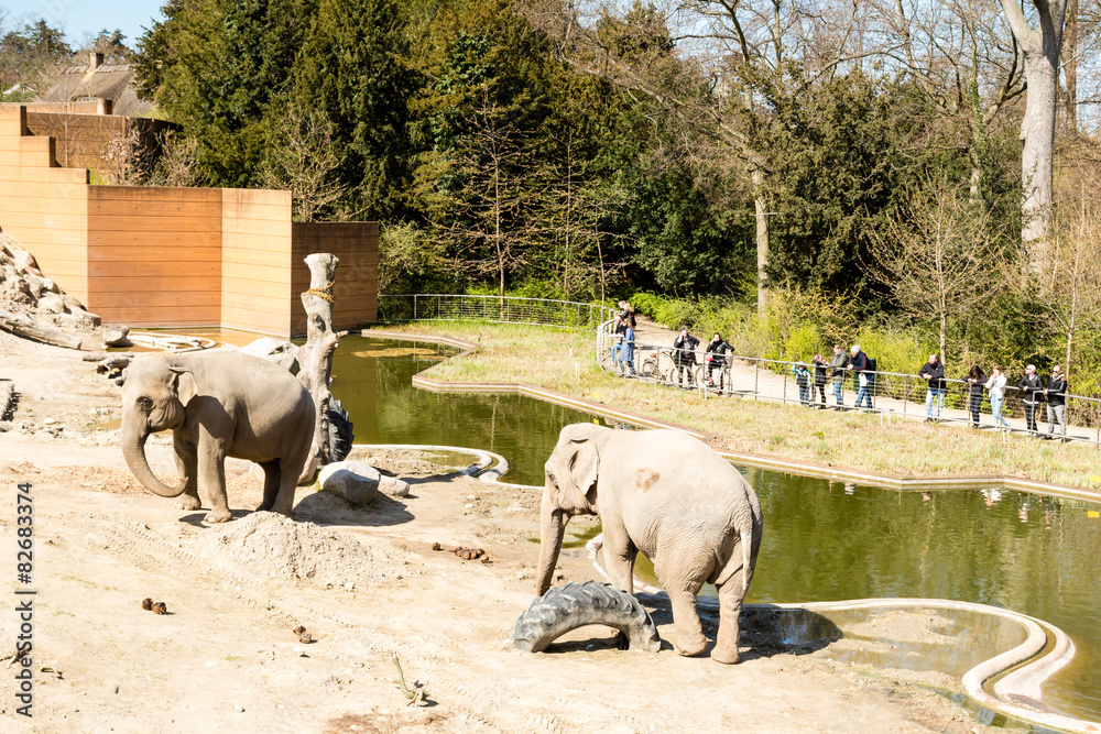 Fototapeta premium Elephants in Copenhagen Zoological Garden