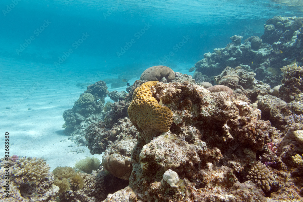 Obraz premium coral reef under the surface of water in tropical sea, underwa