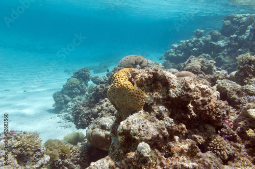  coral reef under the surface of water in tropical sea, underwa