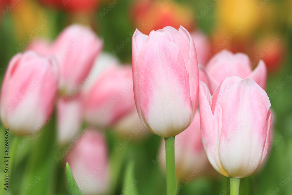 Pink tulip flowers