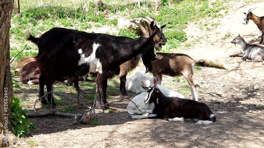 Herd of goats in pens at the countryside
Herd of goats in pens at the countryside