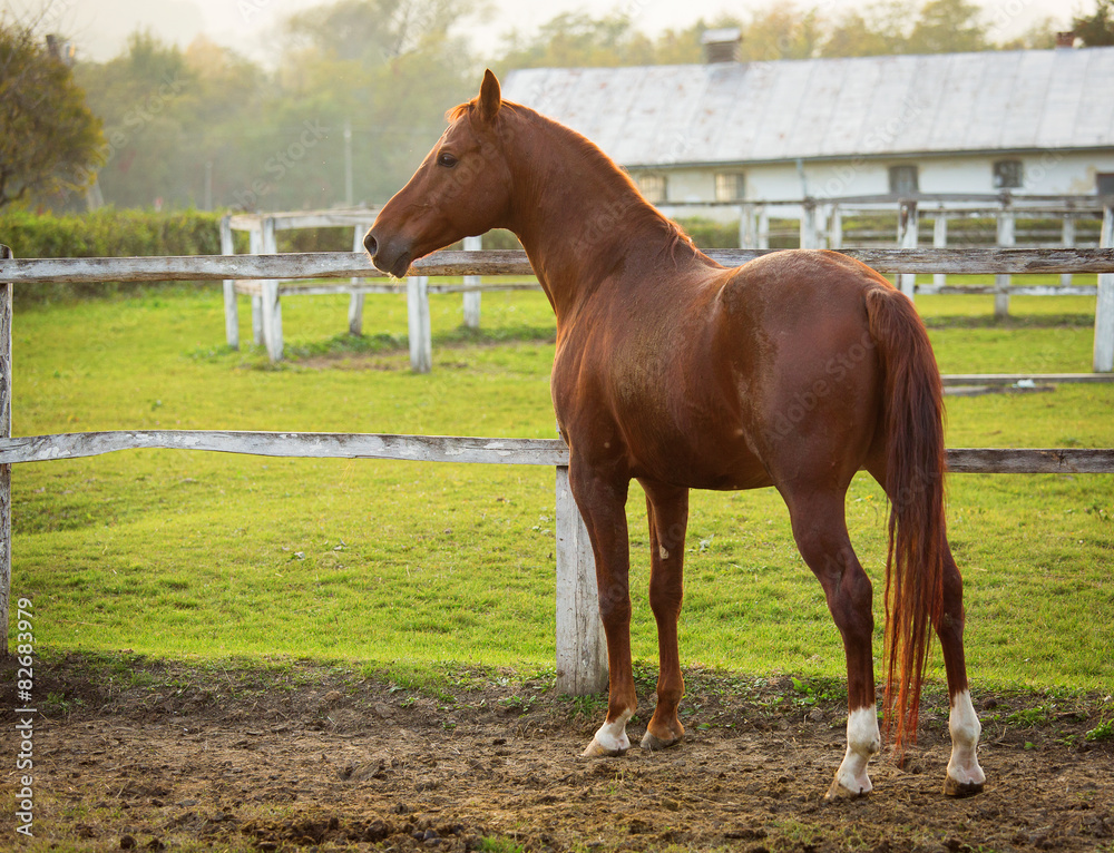 Horse in a stable running and joying at sunset Horse in a stable running and joying at sunset