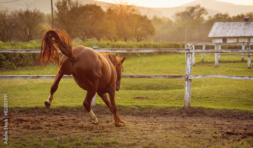 Horse in a stable running and joying at sunset
