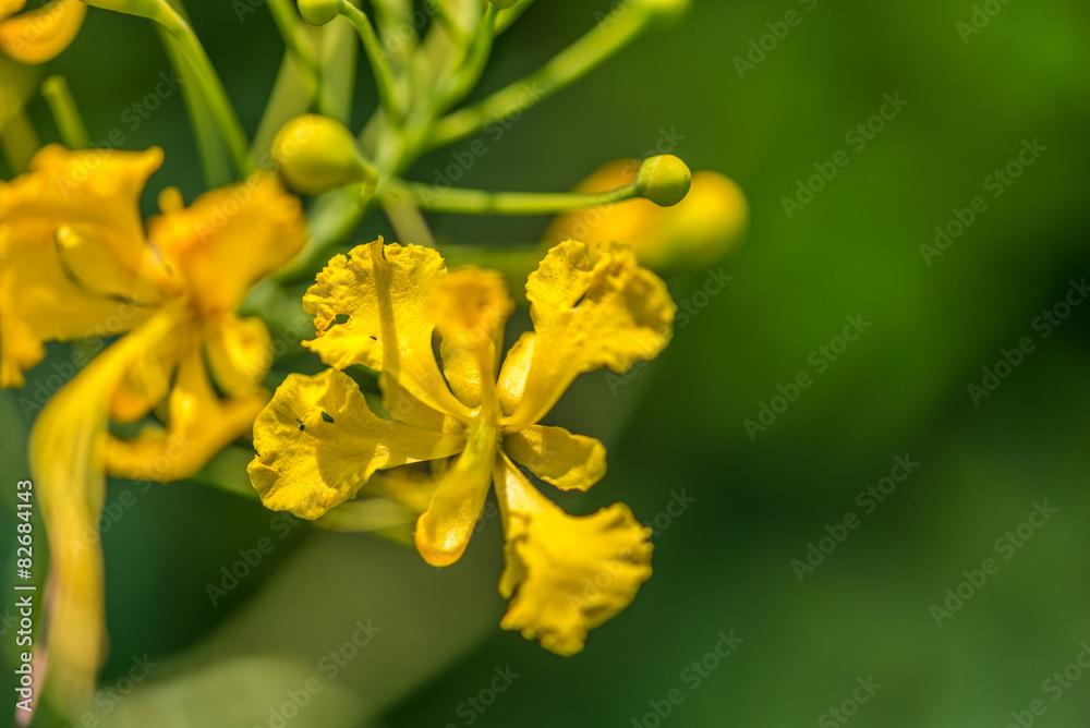 Obraz premium flower