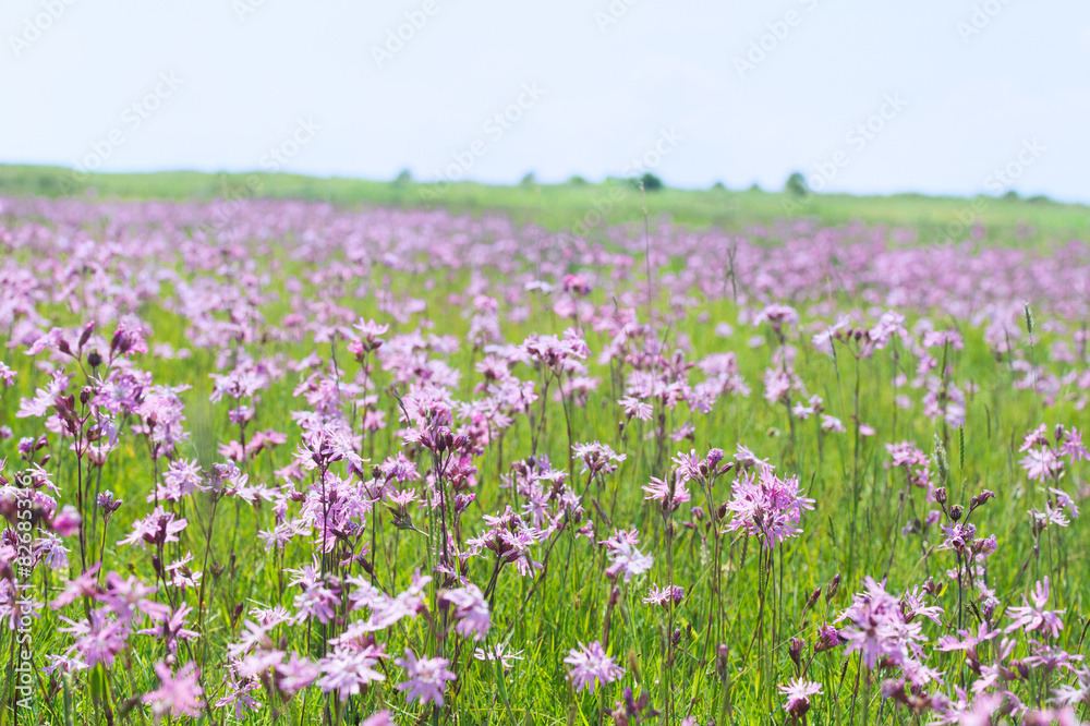 Field Lychnis flowers