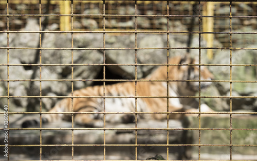 Blur tiger behind fence