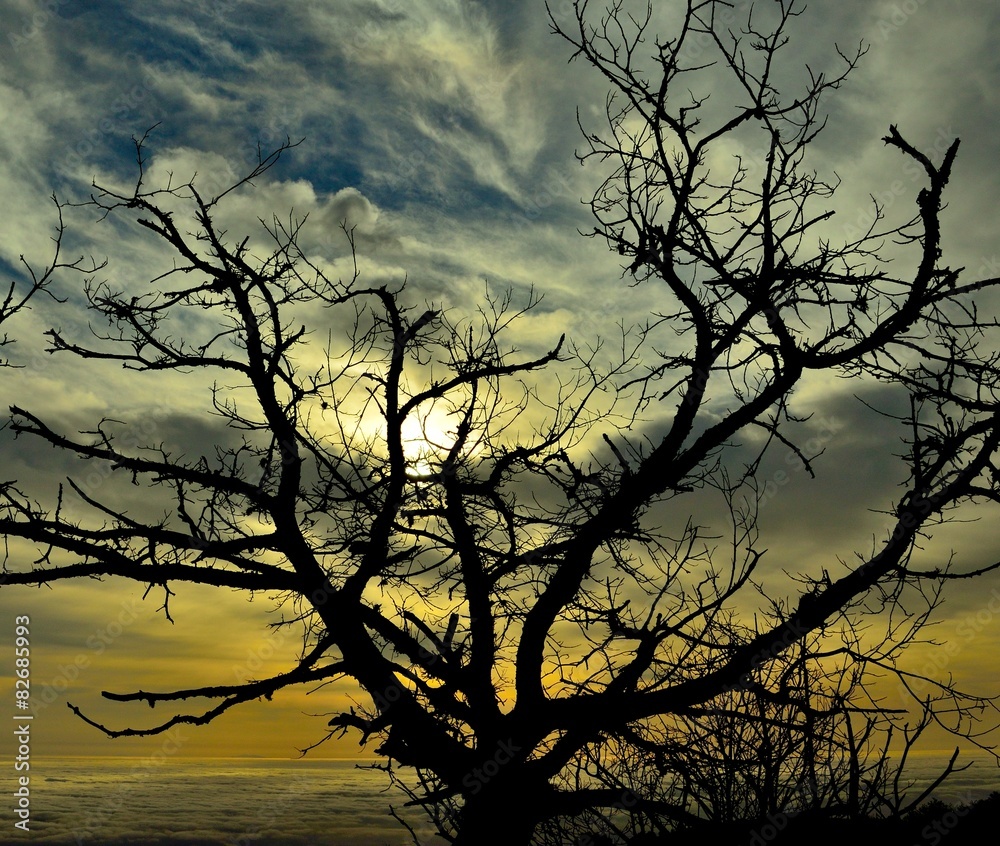 Branches of chestnut tree at sunrise, early spring