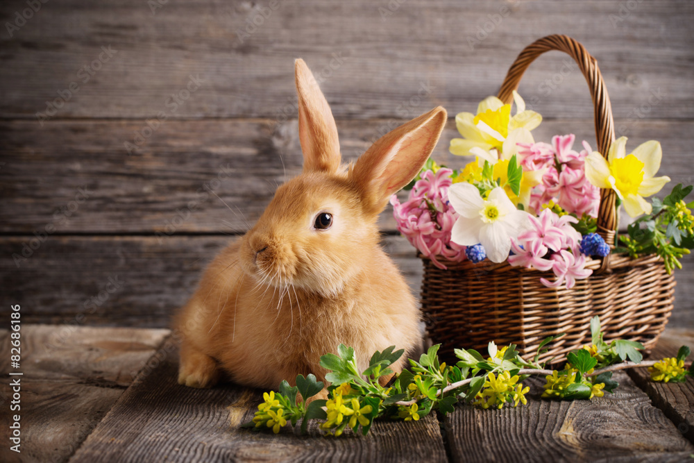 Fototapeta premium little rabbit with spring flowers