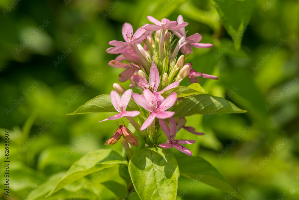 flower flower