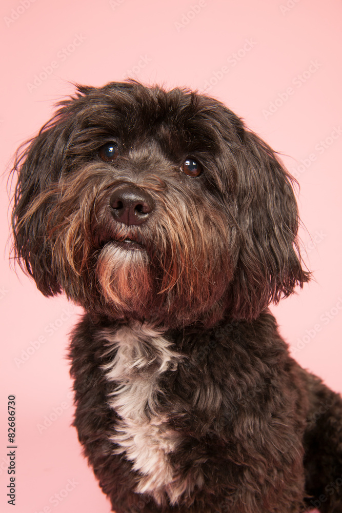 Tibetan terrier on pink background Tibetan terrier on pink background