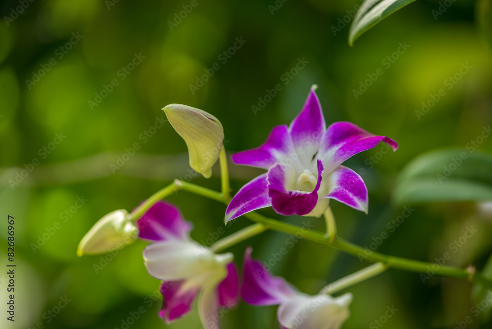 Beautiful orchid Beautiful orchid