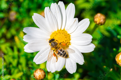 Kamille und Bienen