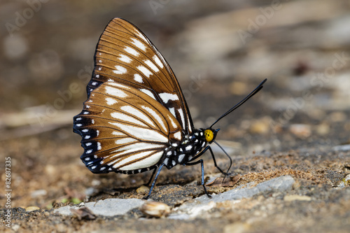 The Common Courtesan butterfly photo