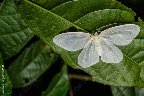 Genusa simplex moth