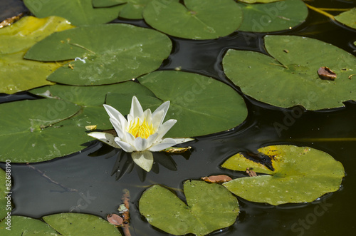 Lotus Blossom in Green Pond