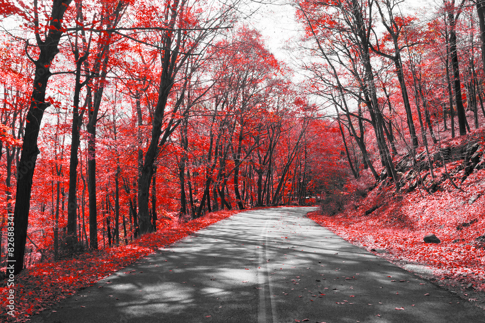 Obraz Autostrady przez czerwony las w czarno-biały krajobraz
