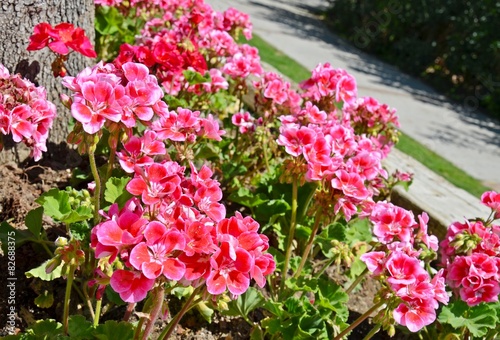 Fototapeta Naklejka Na Ścianę i Meble -  Geranien / Pelargonien am Wegesrand