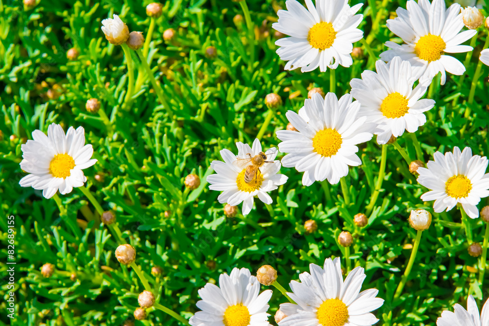 Fototapeta premium Kamille und Bienen