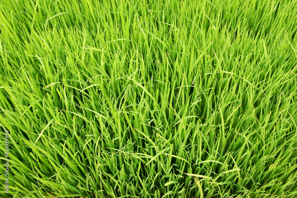 Seedlings for planting rice with machines. Seedlings for planting rice with machines.