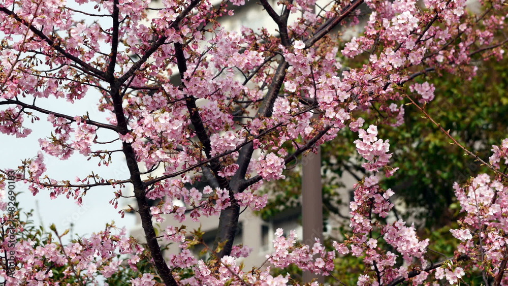 Variation of blooming cherry blossoms in blue skies. Variation of blooming cherry blossoms in blue skies.