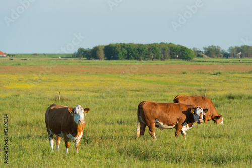 Grazing Hereford cows