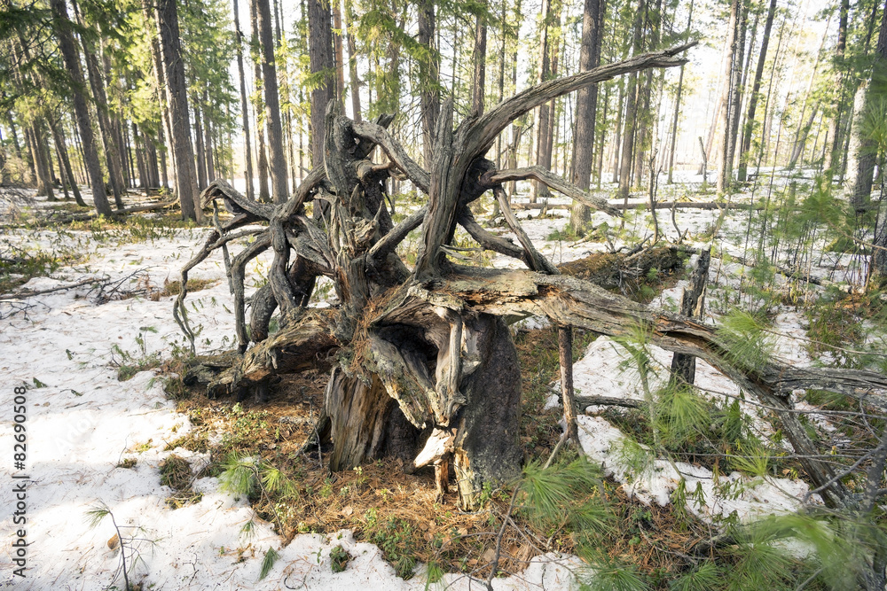 Obraz premium The root of an old fallen tree.