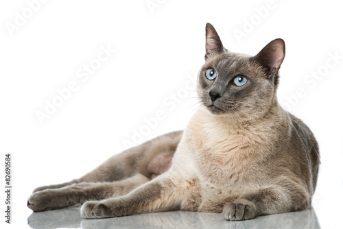 Fototapeta Naklejka Na Ścianę i Meble -  Tonkanese