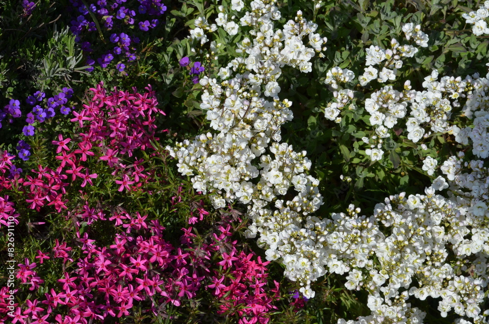 Blaukissen, Phlox und Gänsekresse StockFoto Adobe Stock