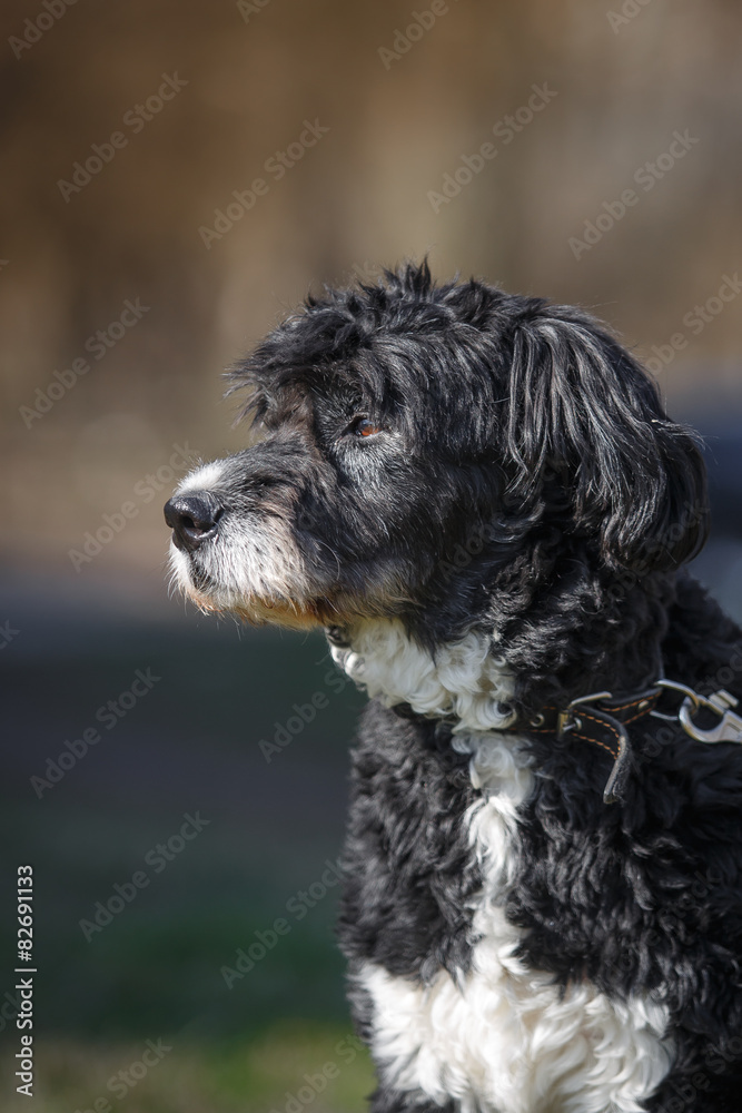 Mixed breed dog in nature Mixed breed dog in nature